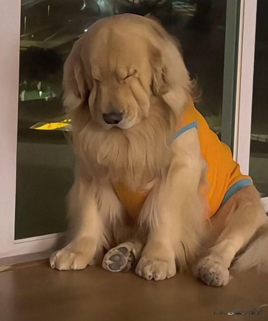 “困成狗”！大家快来看，困成狗，就是这个样子[笑哭]陪主人熬夜的大金毛，实在坚持