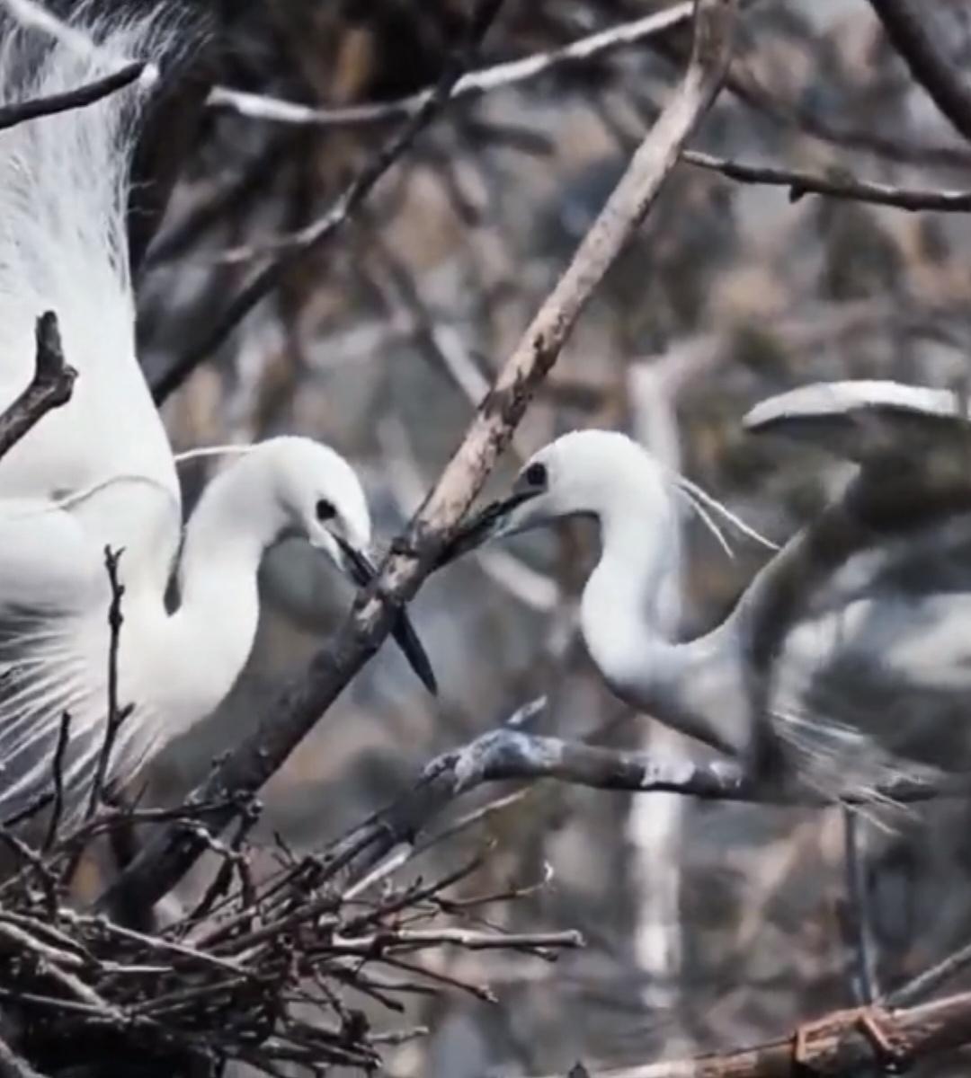 美丽的生灵故事，不要打搅牠们