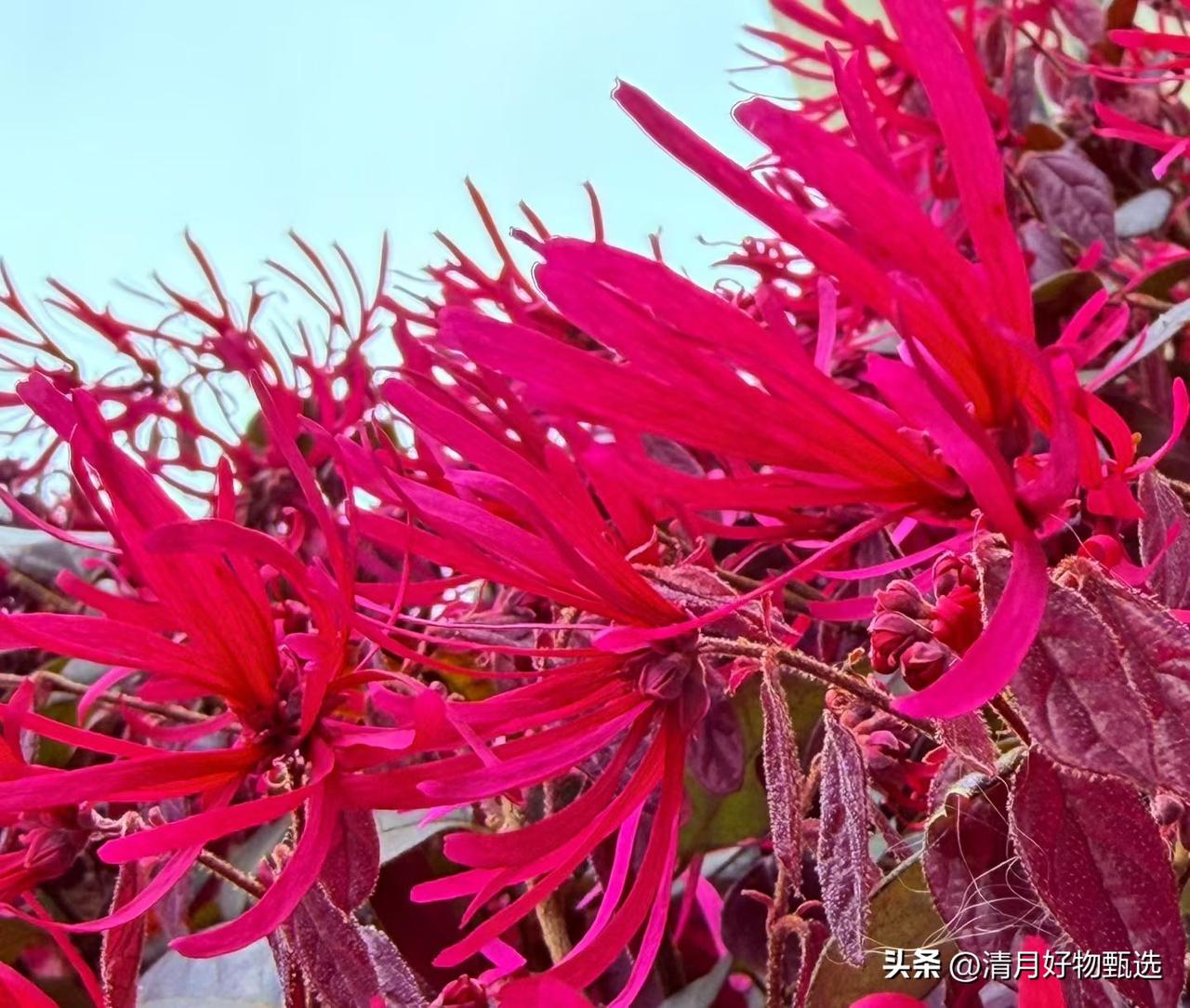 红花开遍，红红火火。一朵红花是希望，满枝红花是兴旺。你看那红彤彤的花瓣，一重又一