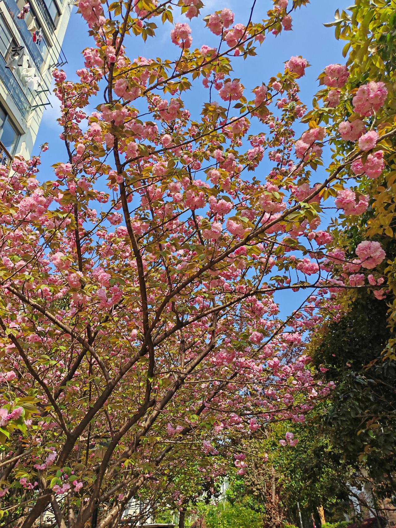 满树繁花，粉粉嫩嫩的，微风一吹，花瓣飘落，如同下了一场浪漫的花雨。近期花期已近尾