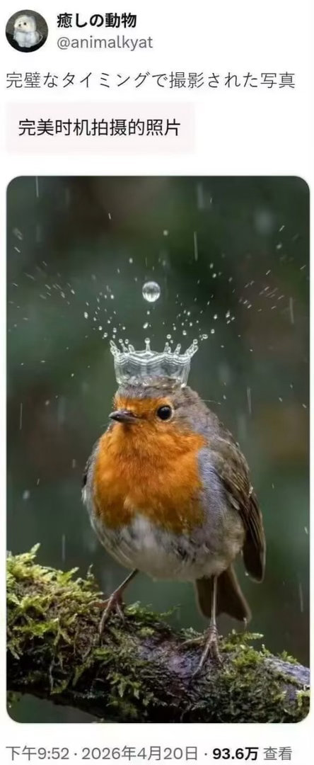 鸟王文森特今日最爱