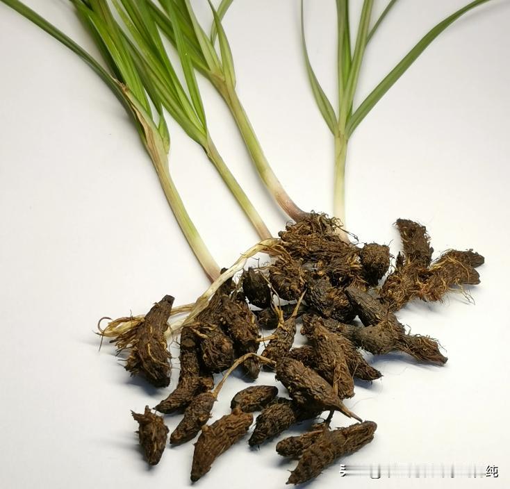 肝郁血虚、脾虚、湿盛？一株“神仙草”，帮你解决！
大家好，我是中医刘博纯！
在中