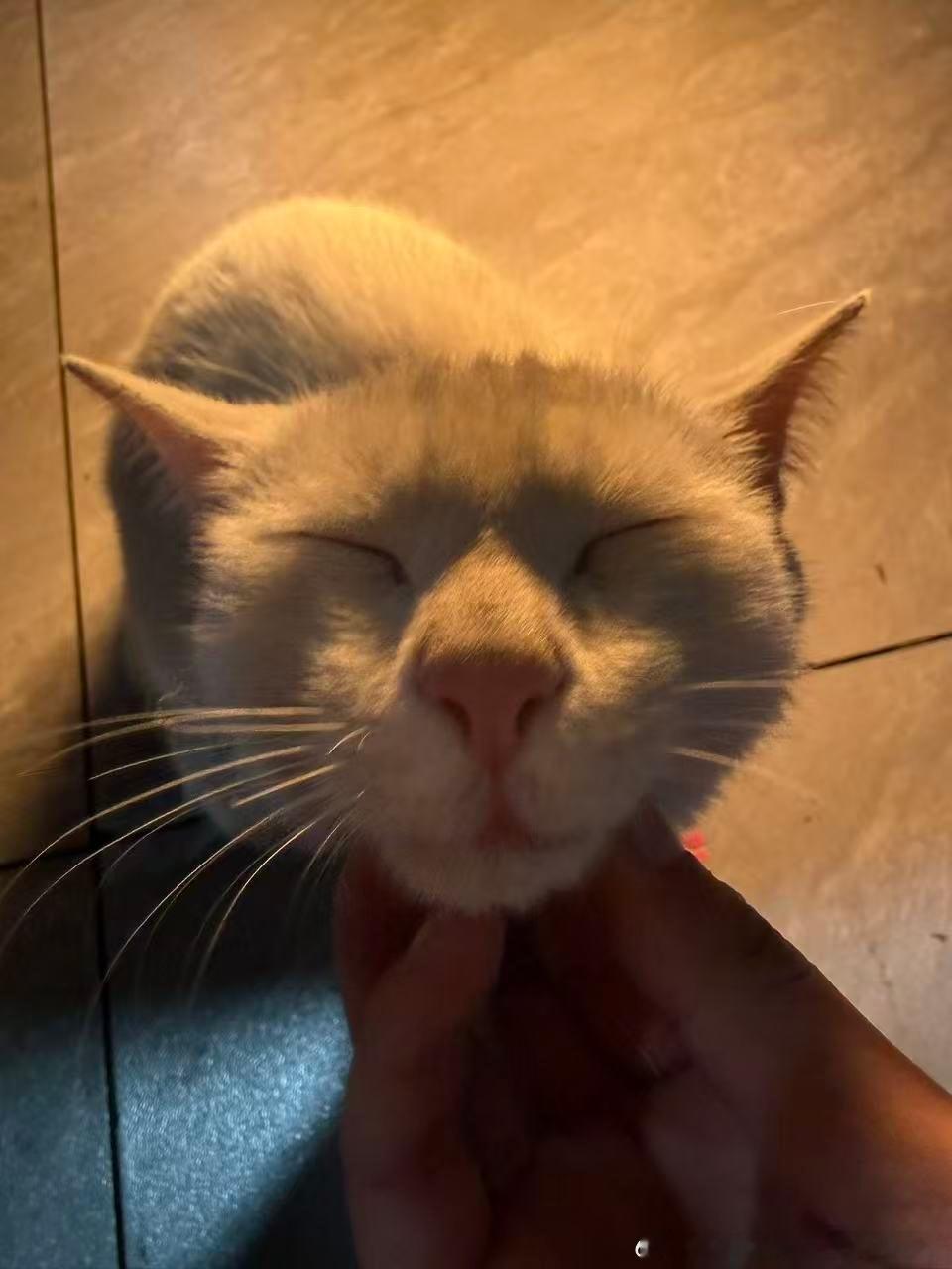 49820【丑猫】只是在挠下巴 