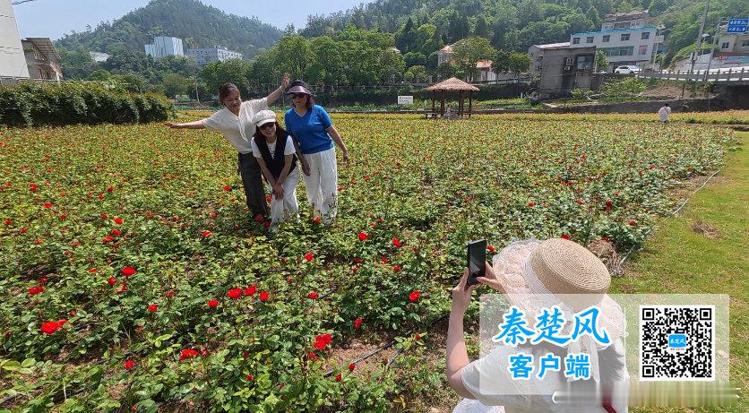 十堰 百亩月季花海绽放，十堰人拍照打卡好去处十堰爆料 十堰融媒 秦楚风讯（十堰融