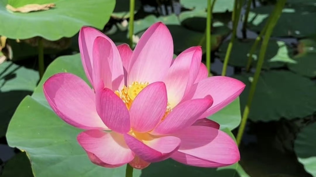 买来的东西如果不合适一定要立马退掉物品是这样，生活里的关系也一样该放手时就放手，