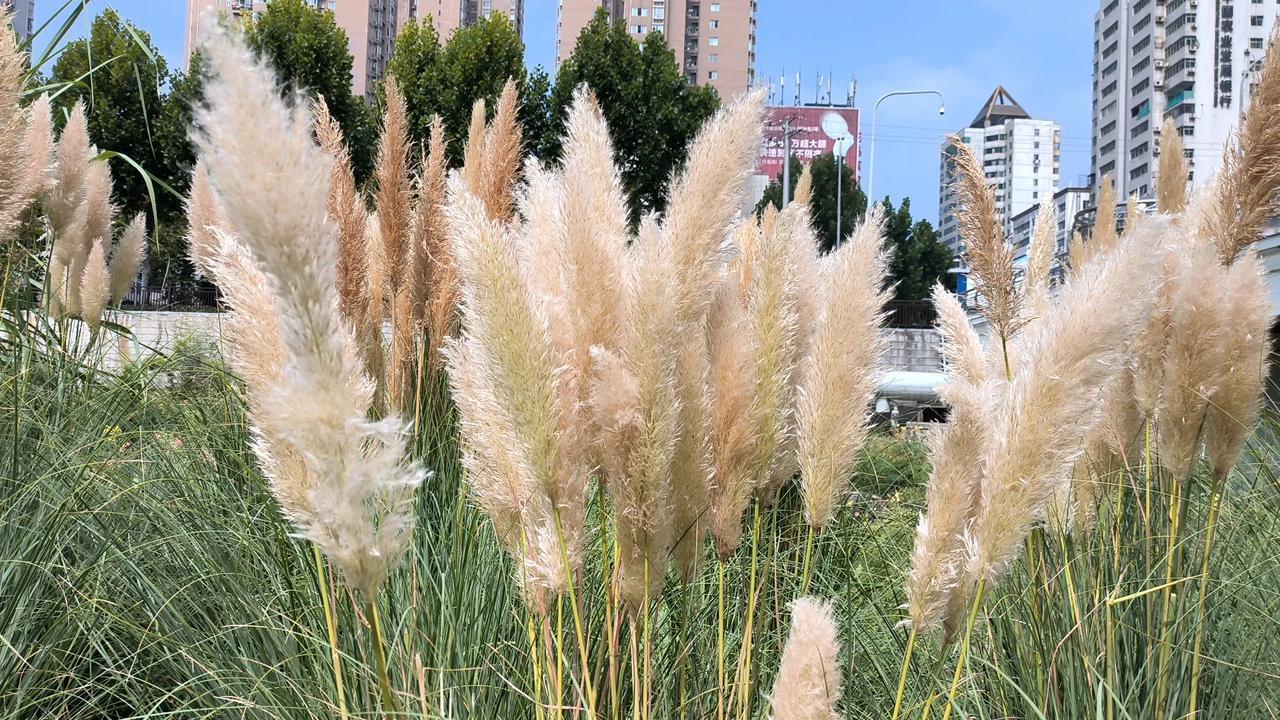 #秋天景色抓拍#
