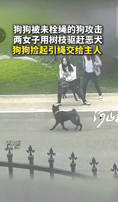 笑不活了！街头偶遇惊险一幕，

小狗的操作直接把人看心软。
两名女生牵着自家小狗