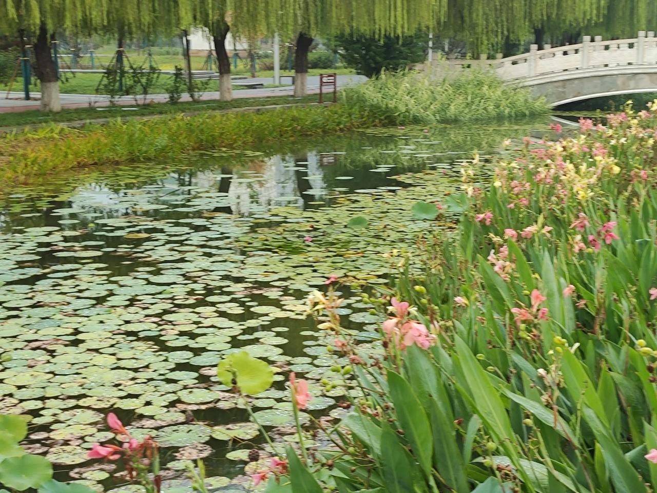 雨后，公园的一角。
秋风萧瑟，绿植依旧茂盛，粉色的花朵💐更加娇艳。
一草一木都