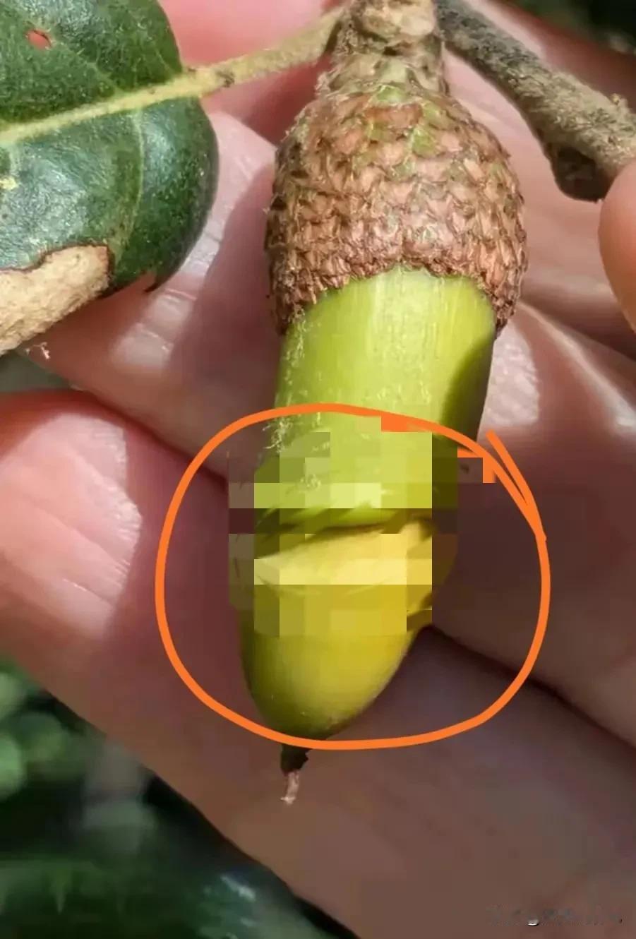 这是一种水果，
真的有这样的水果吗？

叫什么名字呢？
有何效果功效啊？一种奇葩