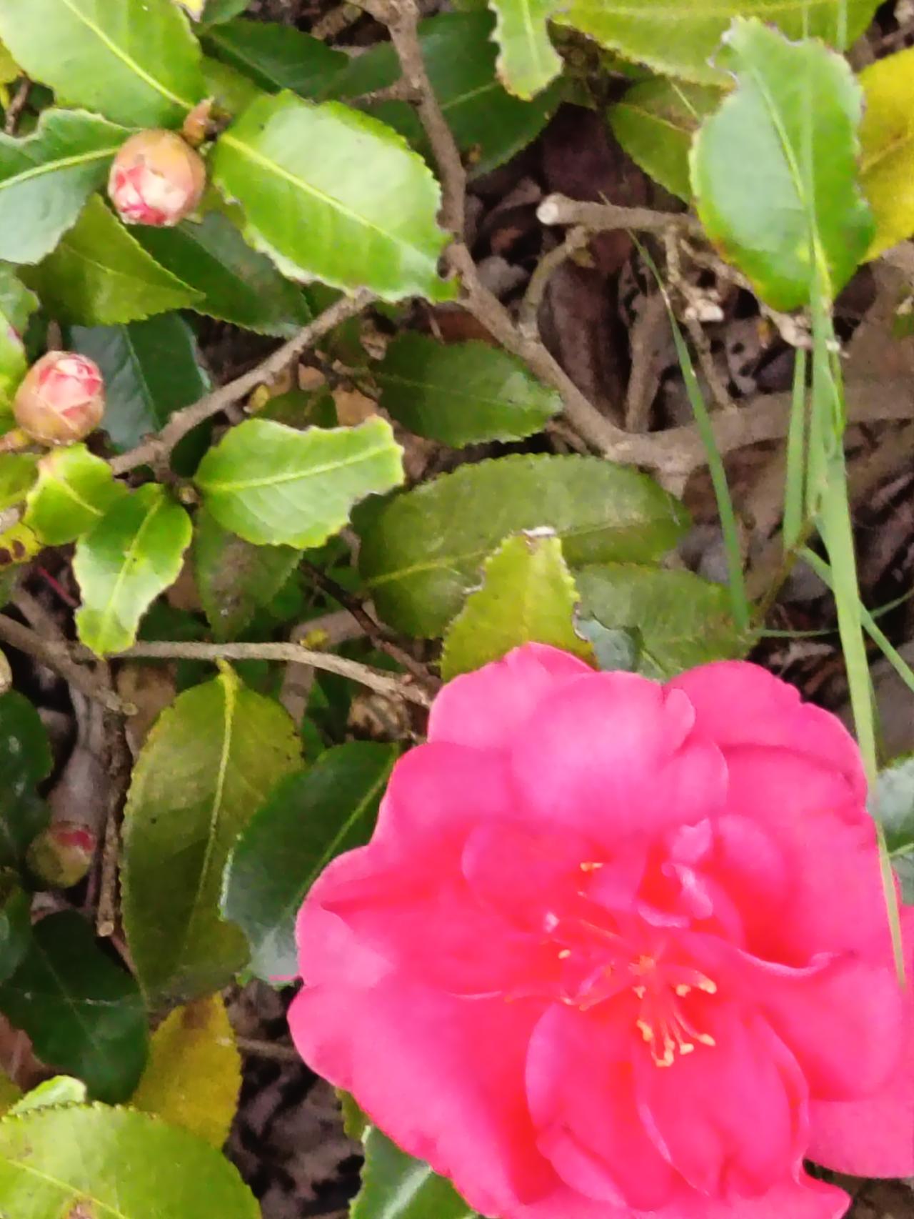 谁懂啊！这朵山茶花直接美到我心巴上了！
 
下楼扔垃圾都能撞见这惊喜——这抹玫红