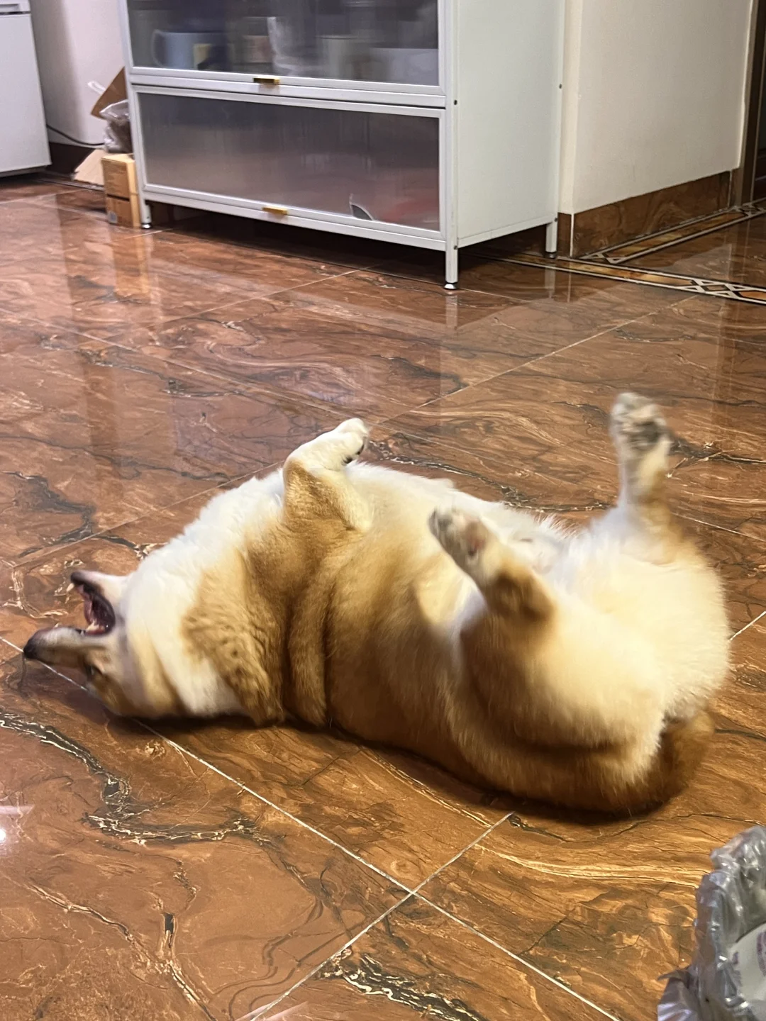 你家的柯基是不是都这样？好像一条蛆😂