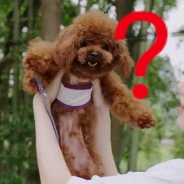 🥜：爸爸？我不要面子的吗？ 