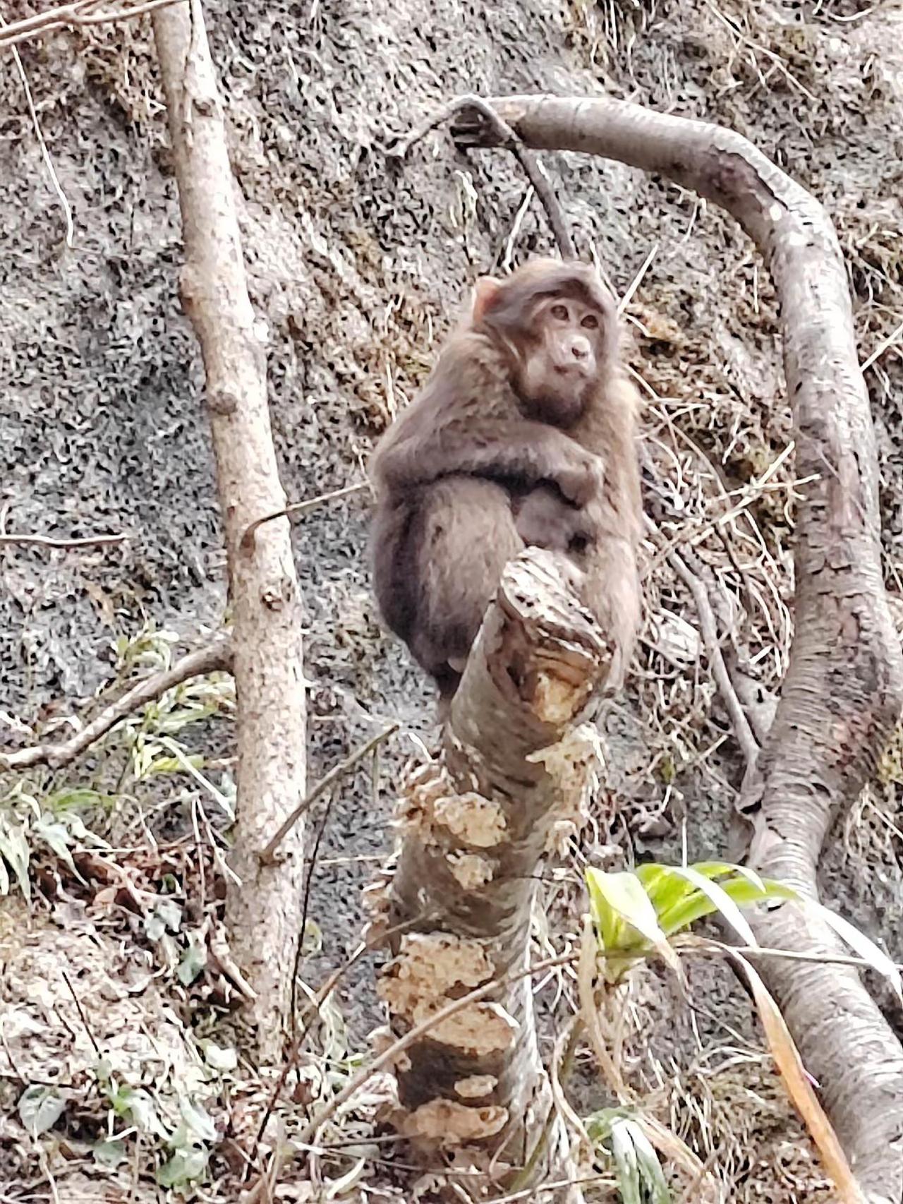 宝兴县：山野自在，灵气十足。野生猴哥，不被驯服，只忠于山林。上树追风，自在随性，