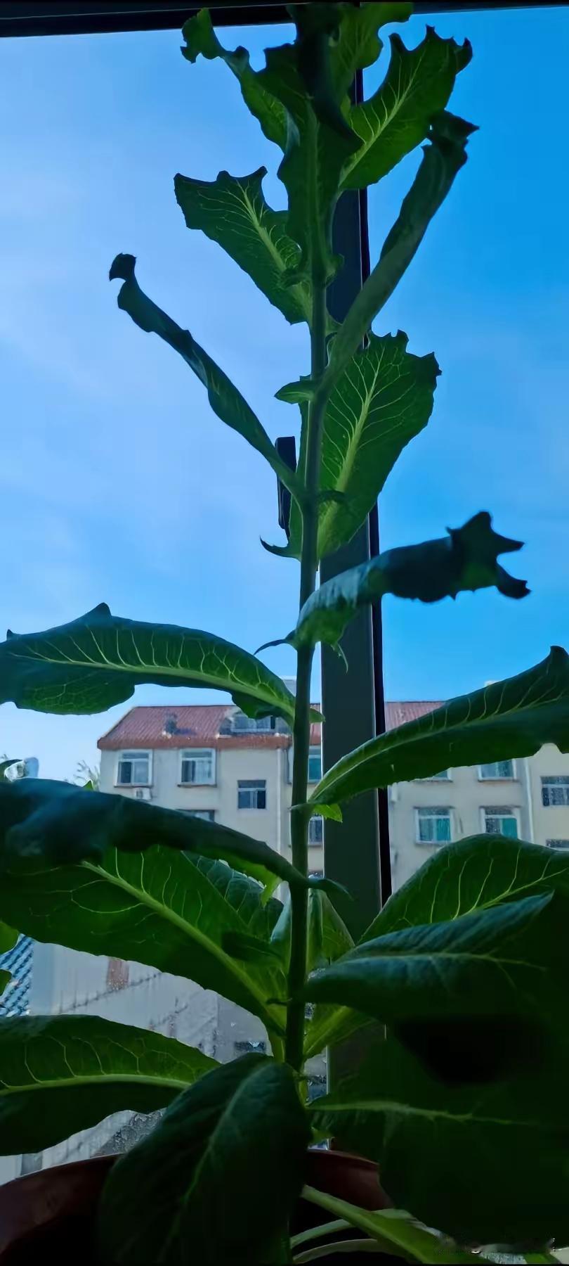 好家伙，济南的供暖都捅上新闻联播了，本以为能提前供暖，昨天听到水管有动静，一模还