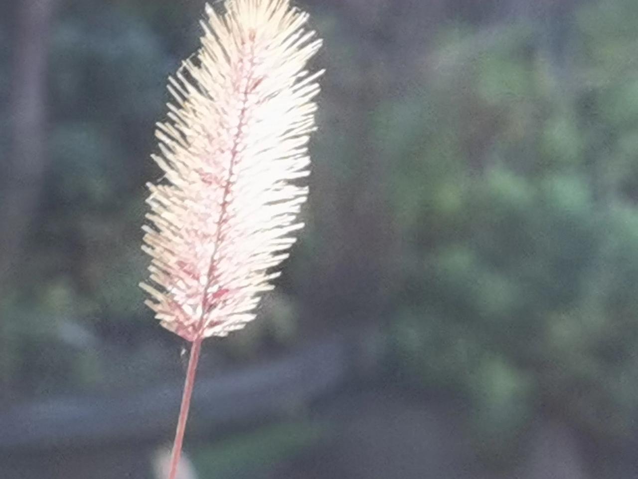 天气虽然有点冷，但阳光和煦。一支风中摇曳的猫尾草，依然用自己的方式，诉说着生命的