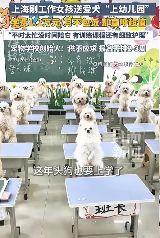 上海，95后女生为了让狗舒服，竟然花12000元，将6个月的萨摩耶犬送去上学，其