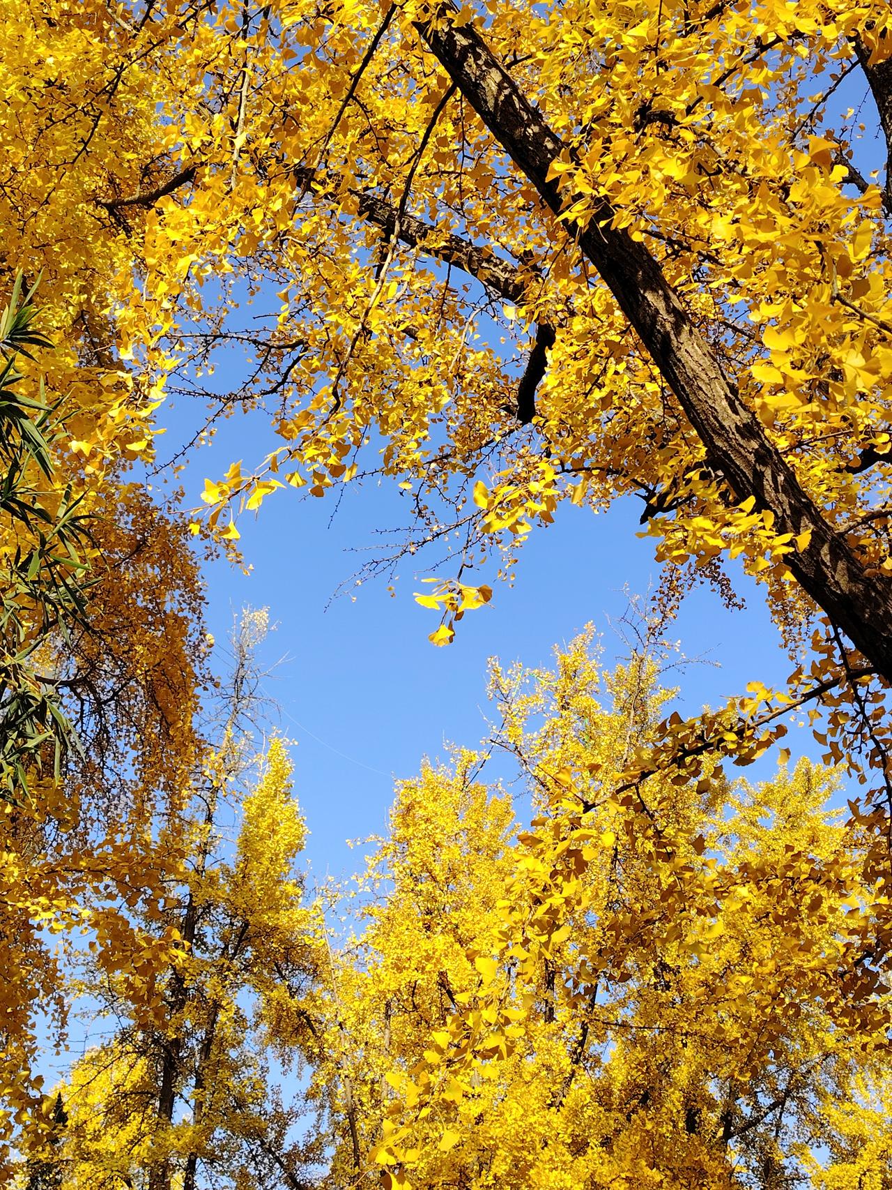 银杏叶黄秋意浓，枝头摇曳舞西风。