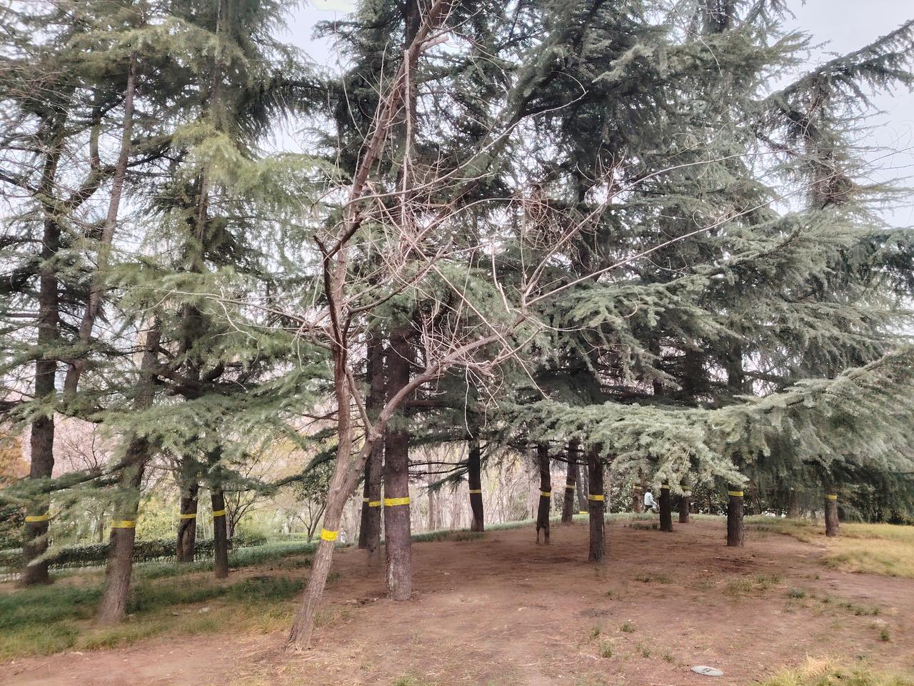 劝君莫恋校长位，
劝君惜取旧称谓。
权位虚名如花卉，
春光一过尽枯萎。

人生之