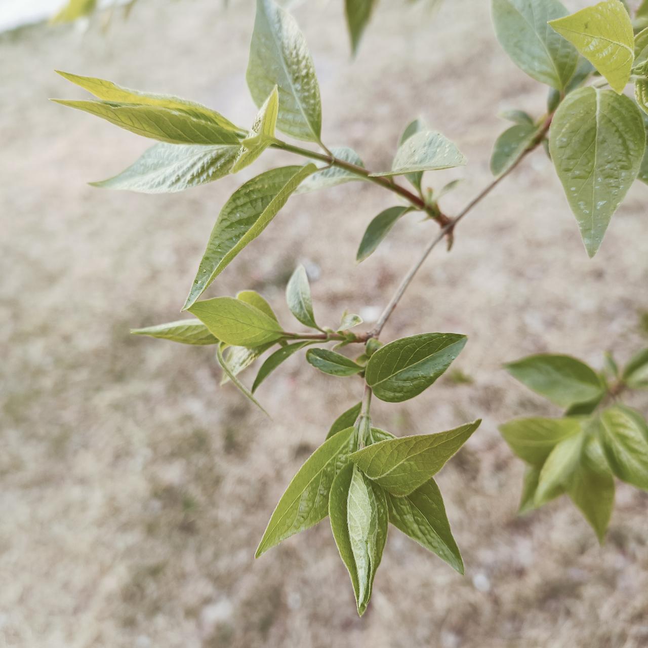 每到季节交替，带孩子去户外，他就容易鼻子痒、打喷嚏，但回家后，孩子就好多了，我也