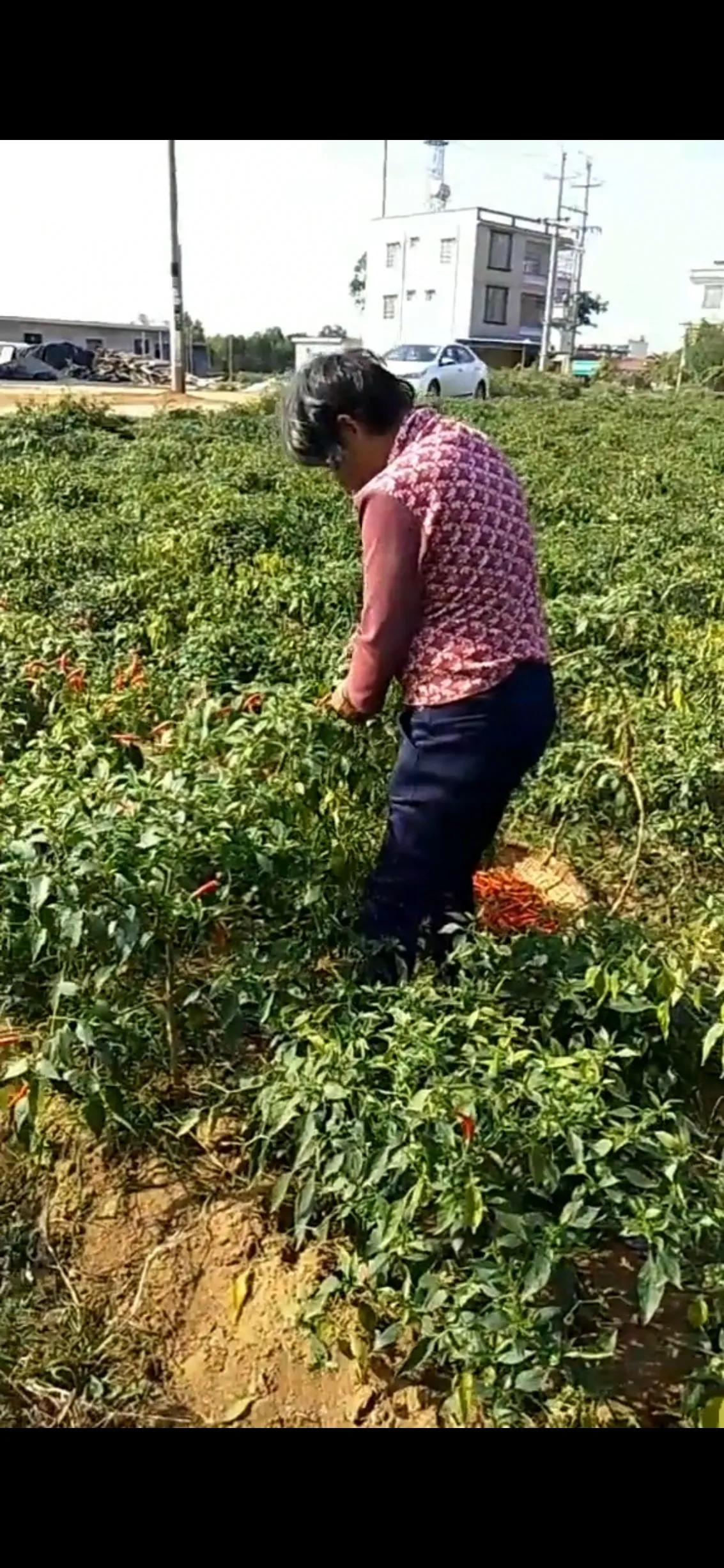 前几年我妈种辣椒时，才卖五毛钱沒人要，做农民真的好难！辛辛苦苦种出来的不值钱，真