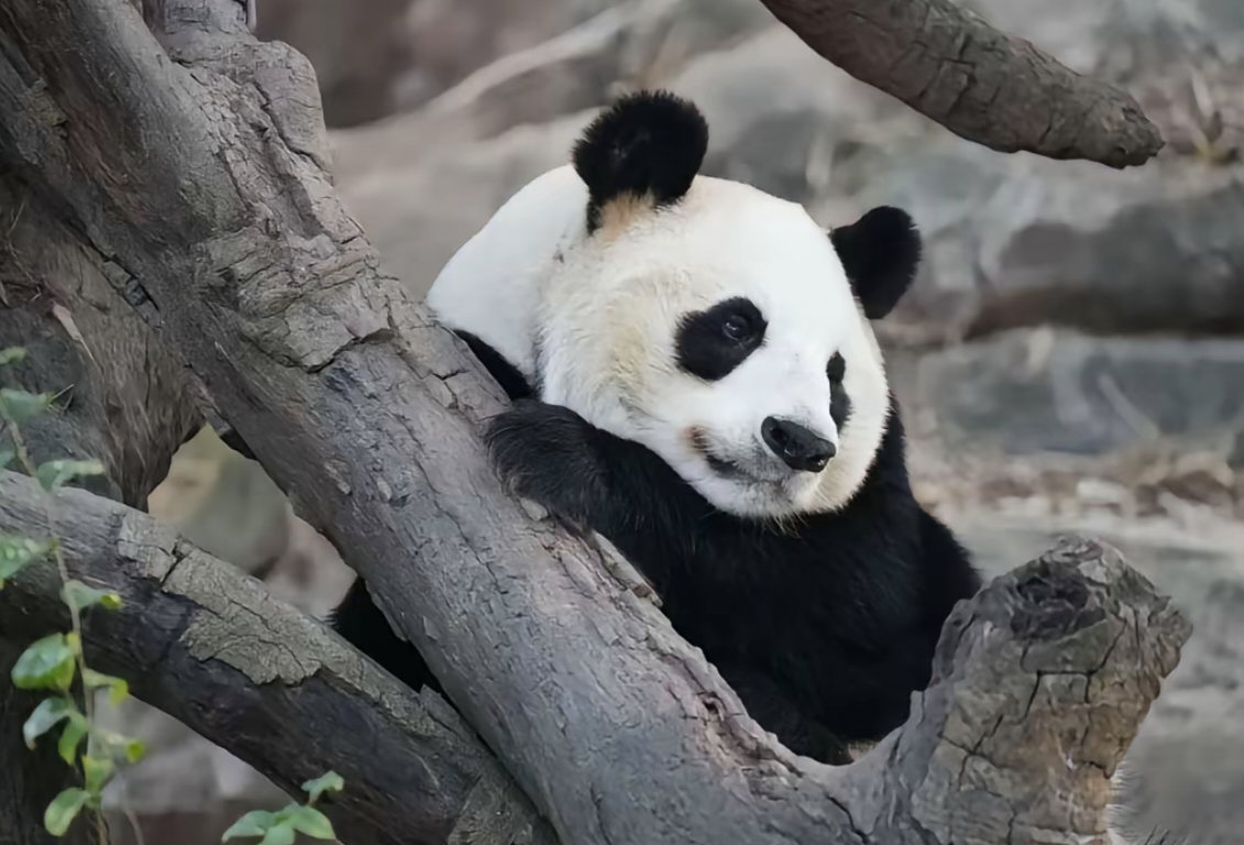 奶呼呼好漂亮的梅清～🐼 