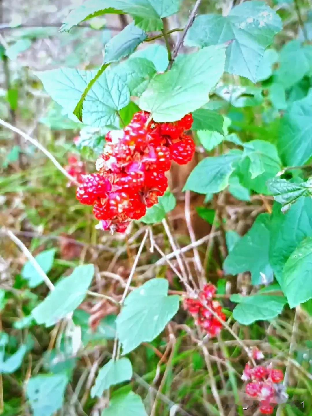 高粱泡莓果，红艳欲滴。
野果红艳香，枝头含笑迎。
头条的老铁们，在大山深处的冬季