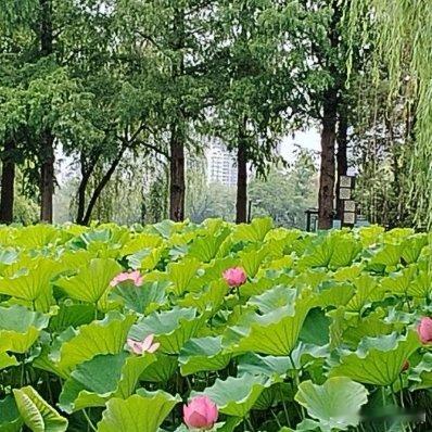 池塘边的榕树上，知了在声声的叫着夏天🌿 