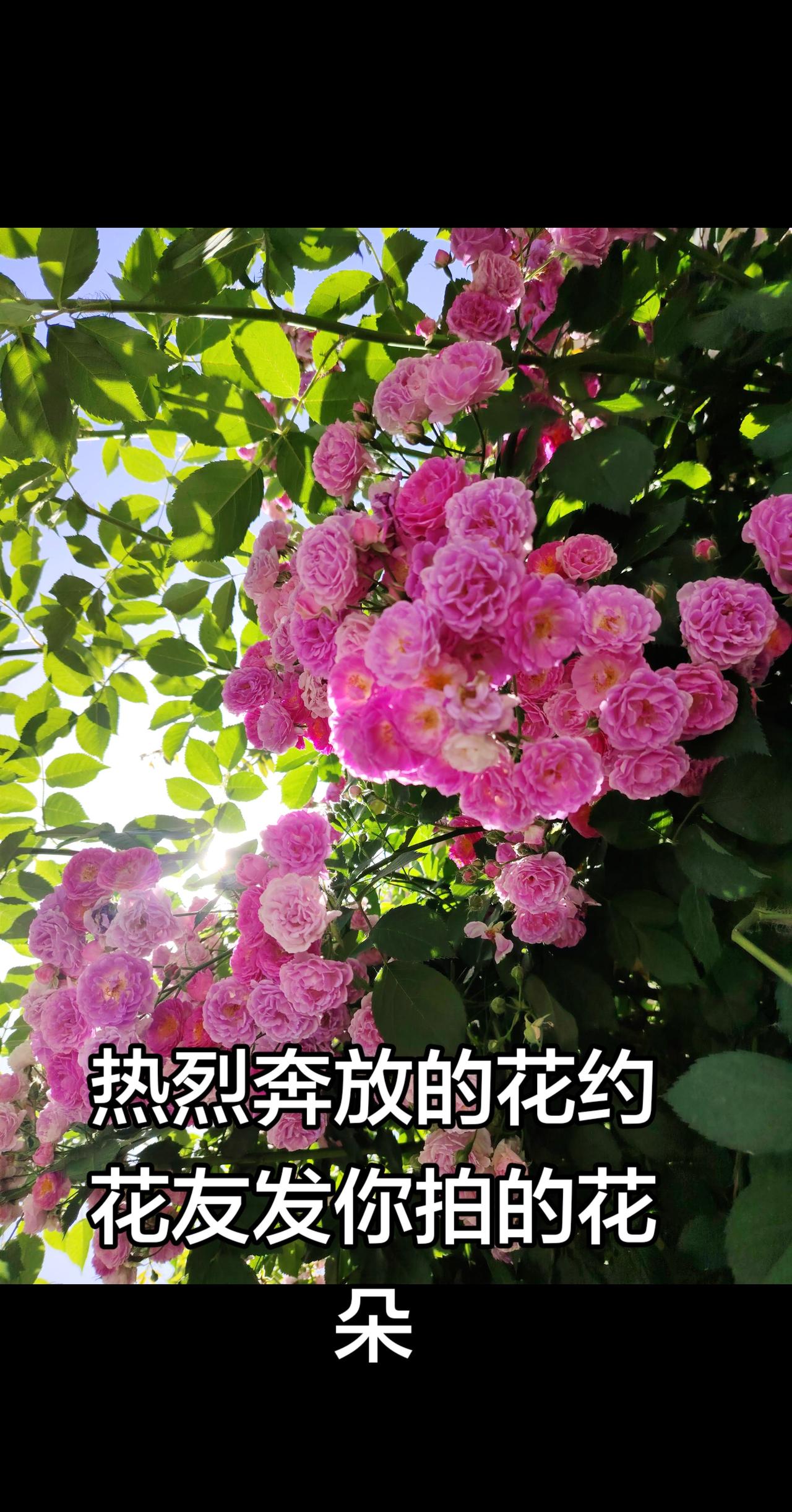 谁能拒绝初夏盛开的蔷薇花