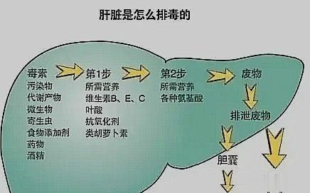 肝的疏泄作用失常，就会出现以下3种情况1、调节气的升降与平衡：若是肝脏怠工，疏泄