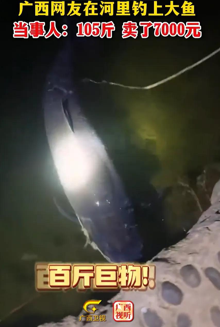 广西一男子夜钓，竟然钓了条105斤大鱼，本以为能大赚一笔，不料，他却7000元就