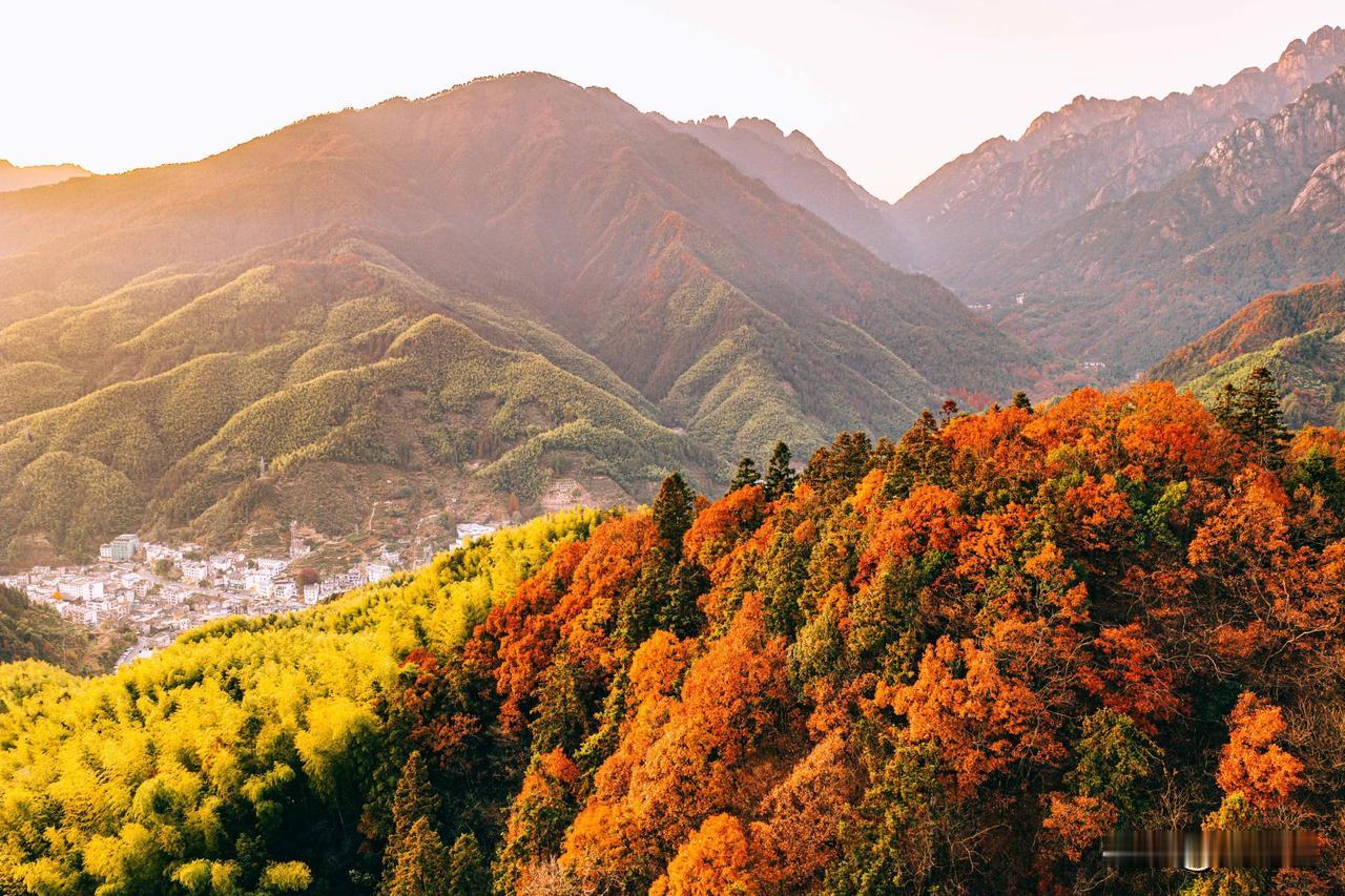 现在黄山最美的彩林竟然不在黄山景区里面，而是在黄山南大门外对着的山头。

黄山山