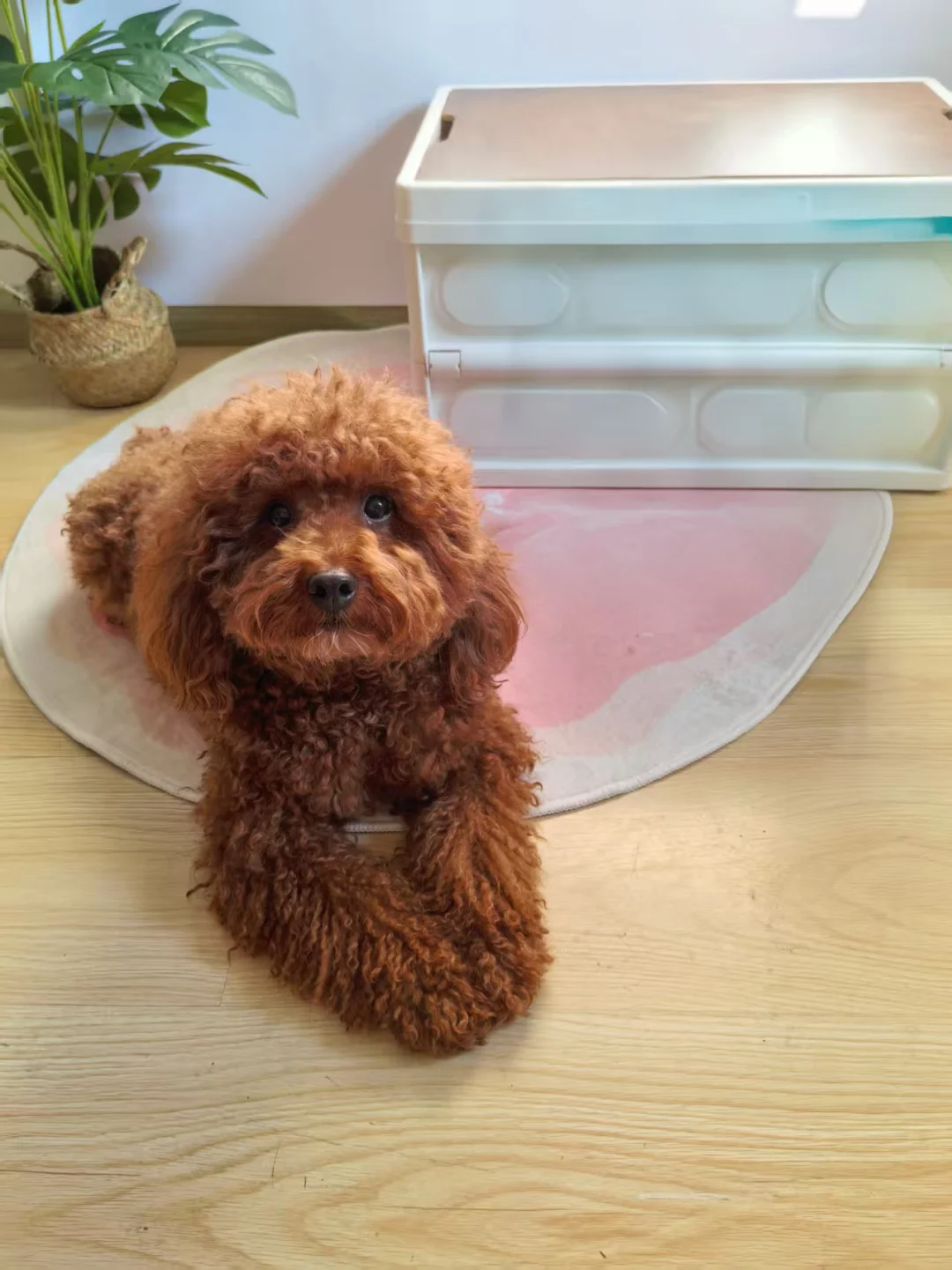 狗分离焦虑终于好了！是让它觉得你会回来！