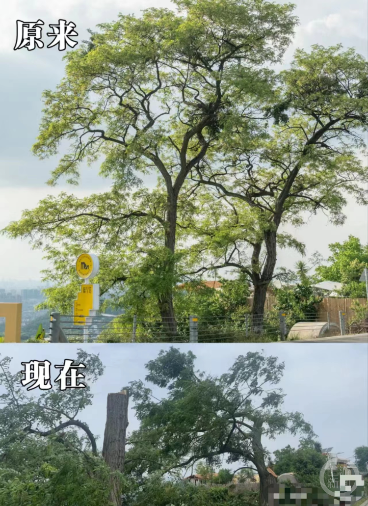 成都龙泉山网红树被砍成“秃头”？回应：因担心树枝断裂砸伤人进
