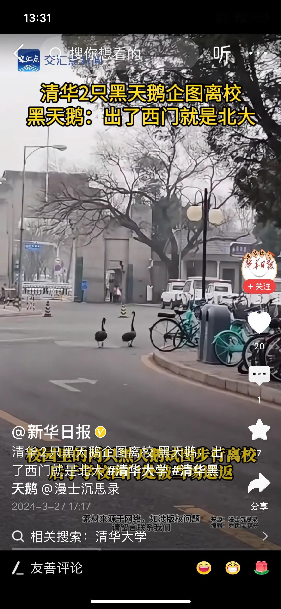 清华的两只黑天鹅“出走”清华，在学校西门口被拦截，结果被演绎成两只黑天鹅“从中央