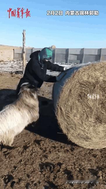 “解释不清了！”内蒙古，一牧民在草场收拾草卷，身后一只羊跟了过来，没想到，这只羊