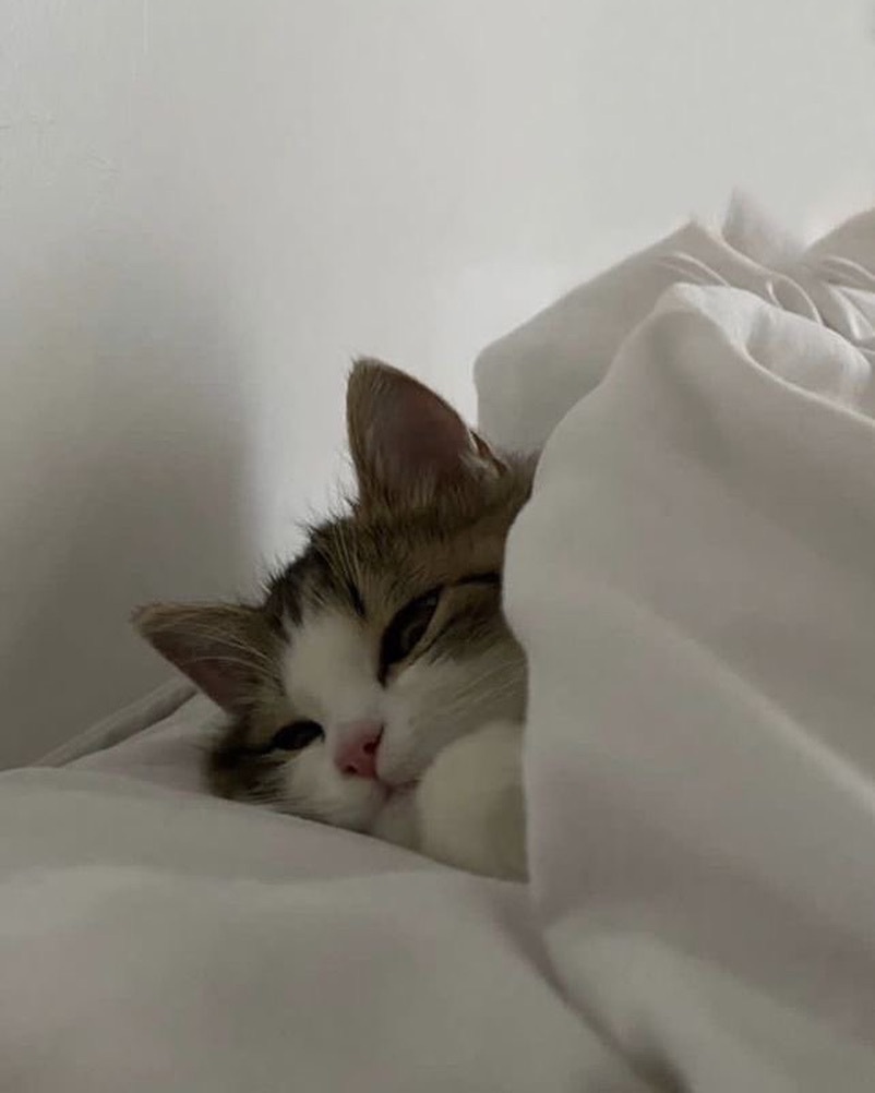 小猫一觉睡到中午 