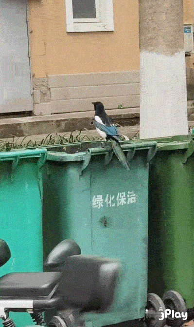 鸟粉投稿 在垃圾桶旁边捡漏的喜鹊羽毛泛着金属光泽五彩斑斓黑！ 