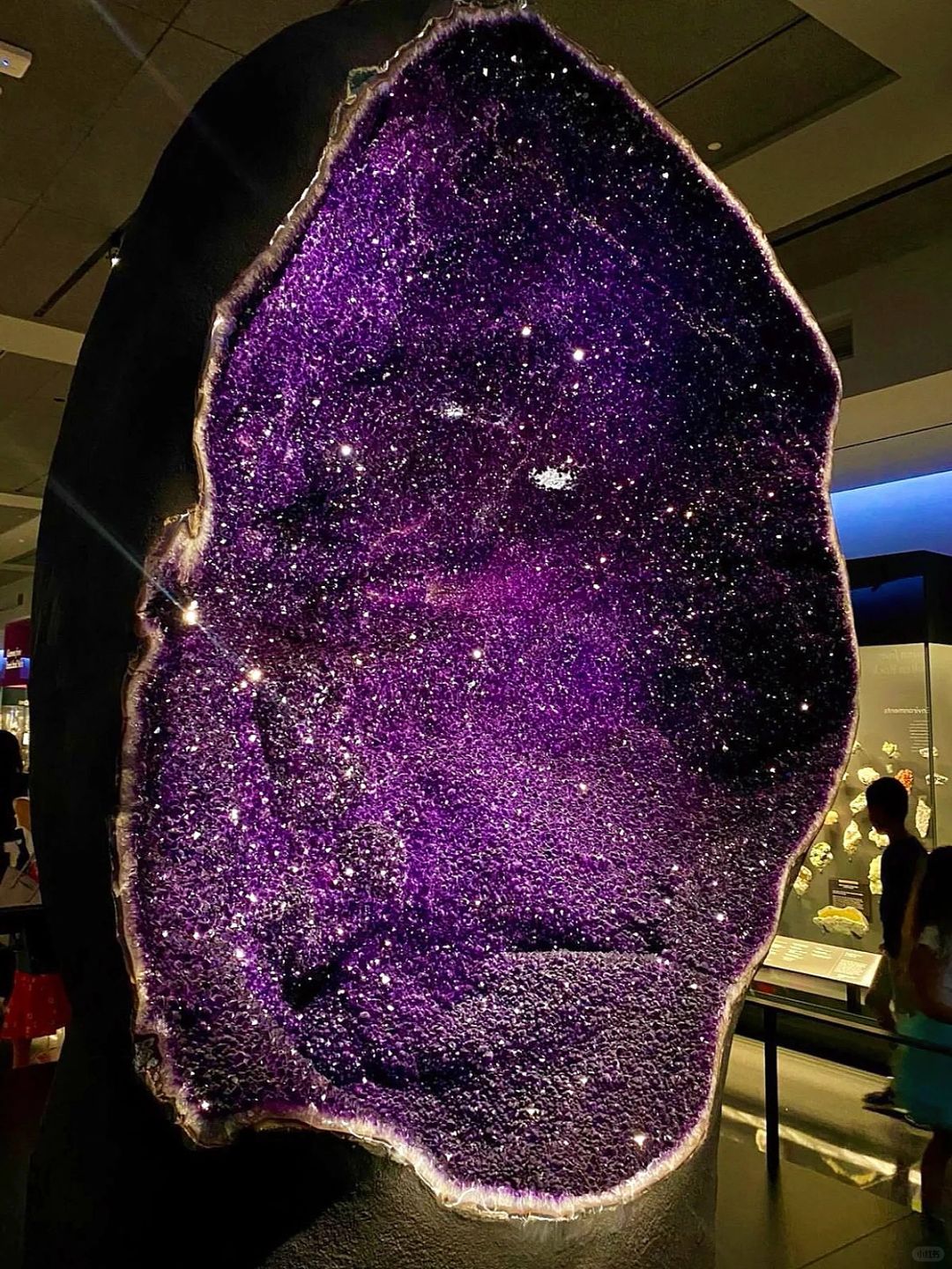 美国🔮我愿称之为自然历史博物馆届的Top！