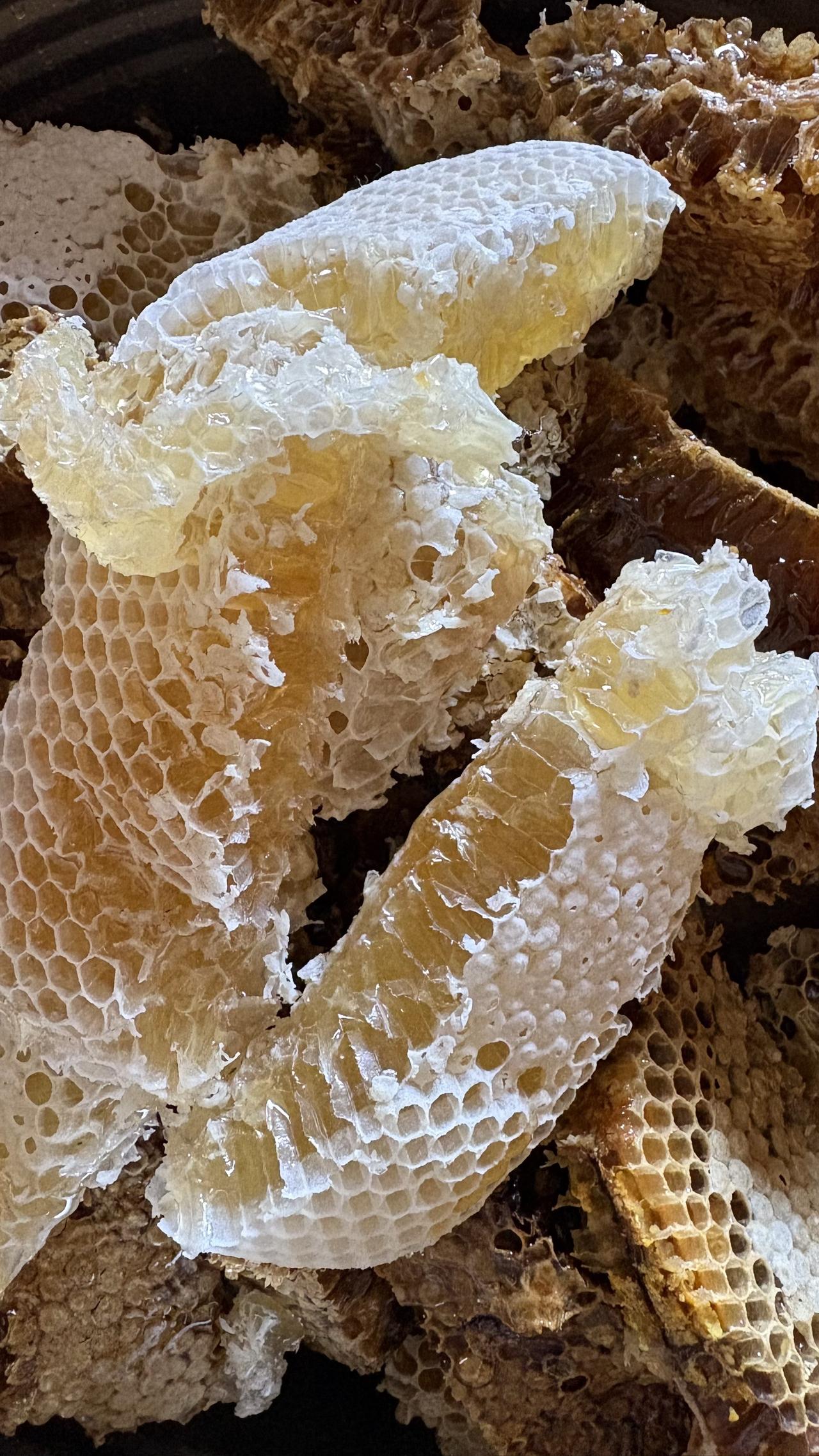 软籽石榴树地里的蜂蜜，业余养殖