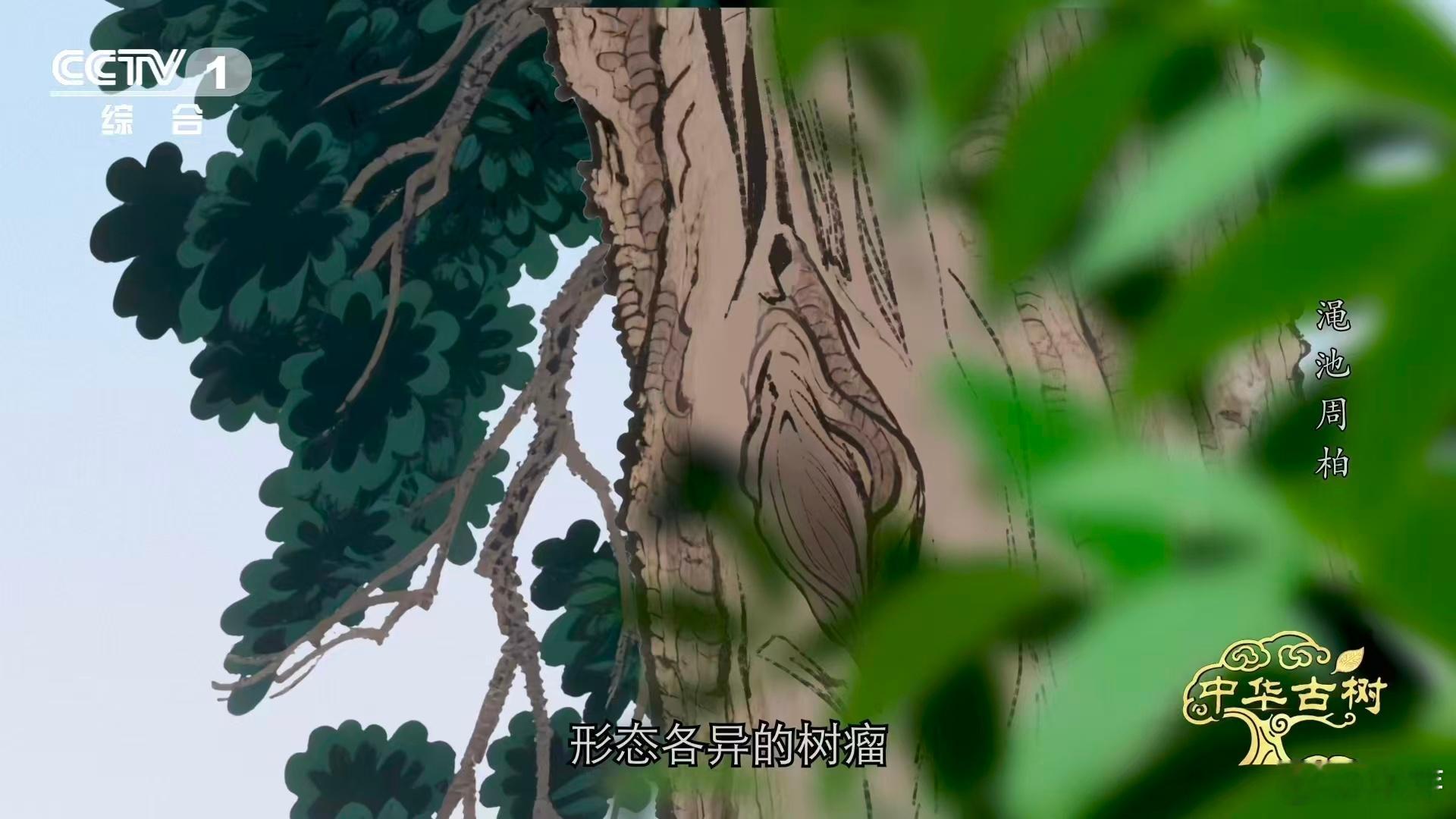 柏树受伤愈合成一种沧桑之美 谁看了这株古柏不感慨啊，三千多年的时光里，它把天灾留