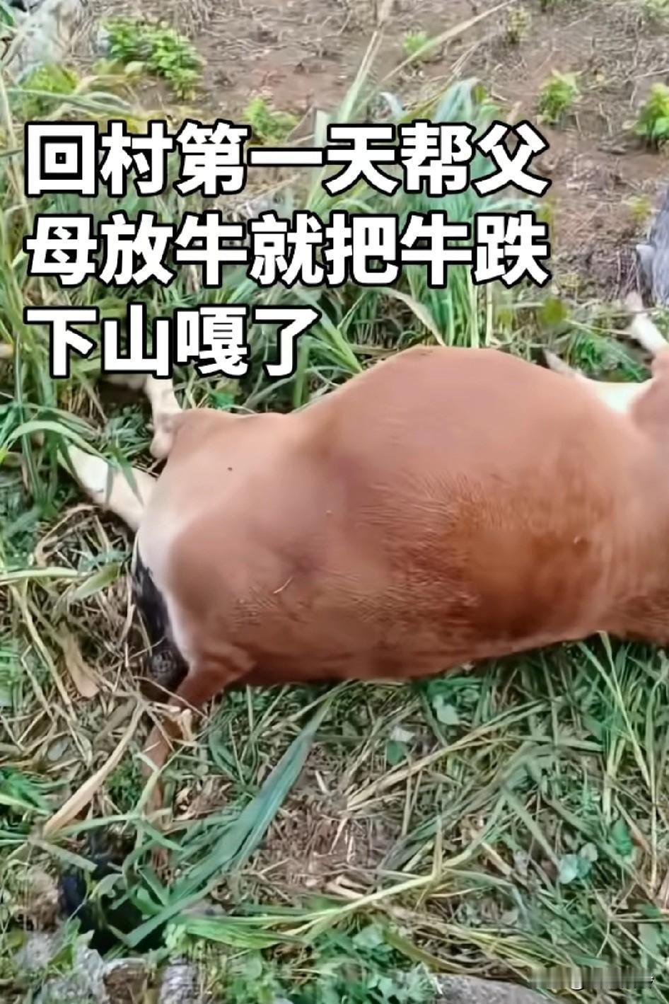 回村第一天，帮父母放牛就把牛跌
下山嘎了，家里最没用的，把家里最有用的给搞死了