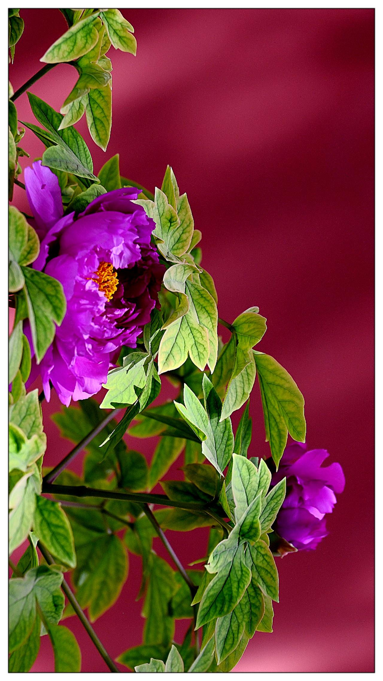 景山公园牡丹花