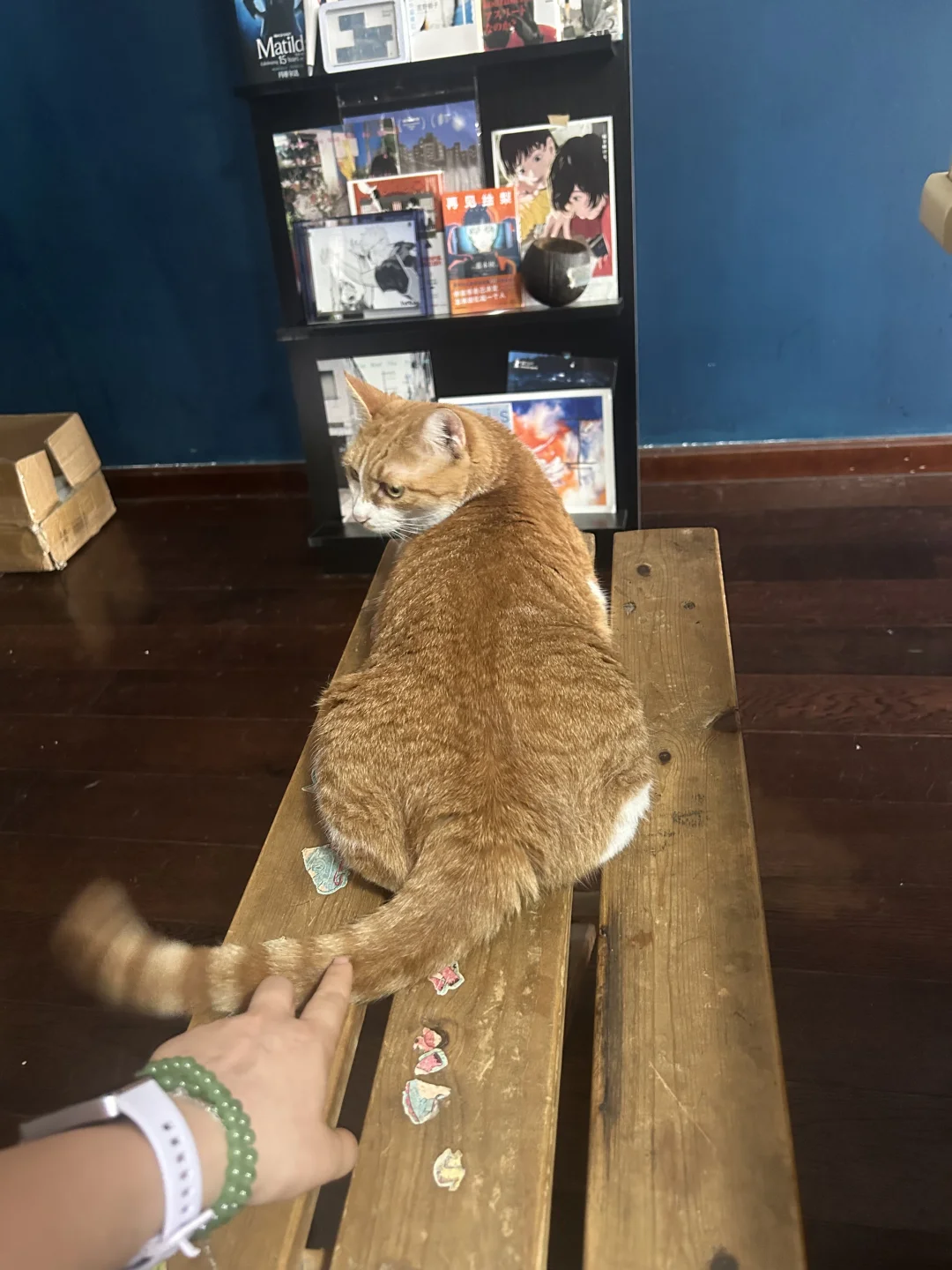 小猫和新家