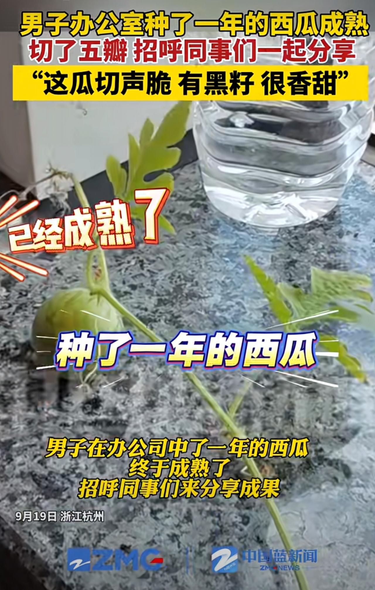 男子办公室种了一年的西瓜成熟了，迫不及待切开分享给同事。
