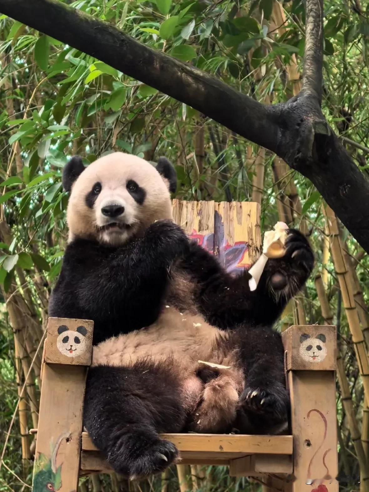 上门女婿那么快谋夺家产了[吐舌]
大熊猫家和，居然坐在了国庆的宝座上
所以，驸马