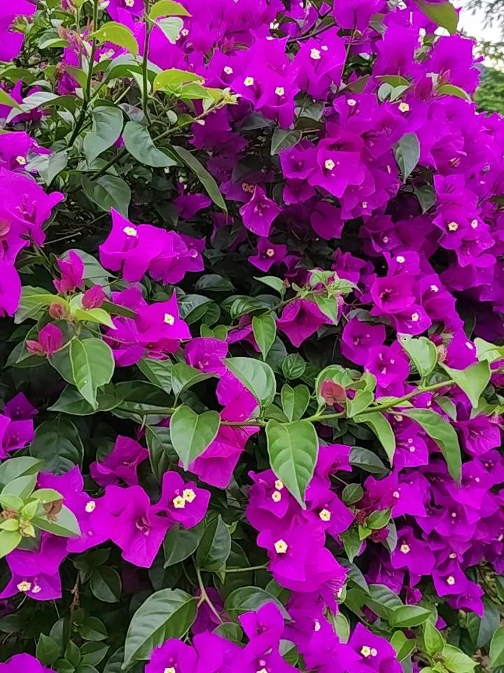 这是什么花太漂亮了，有认识的吗？