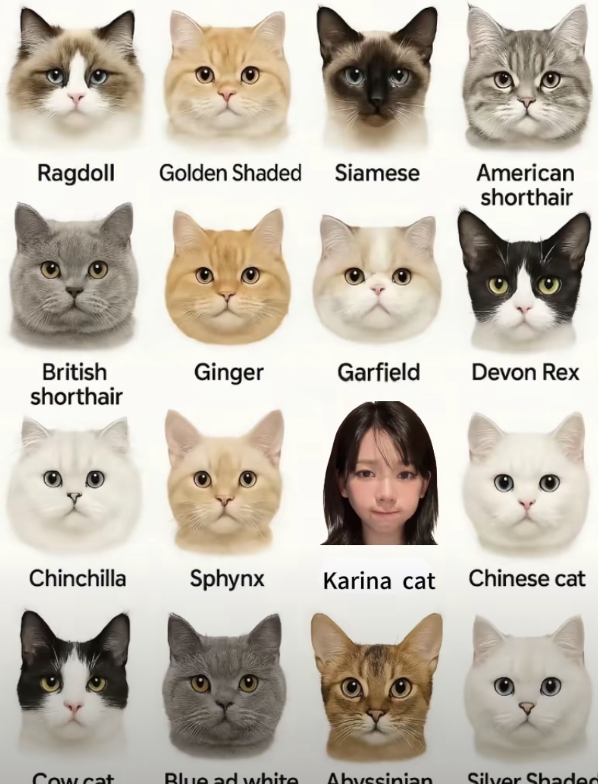 🐱🐱 