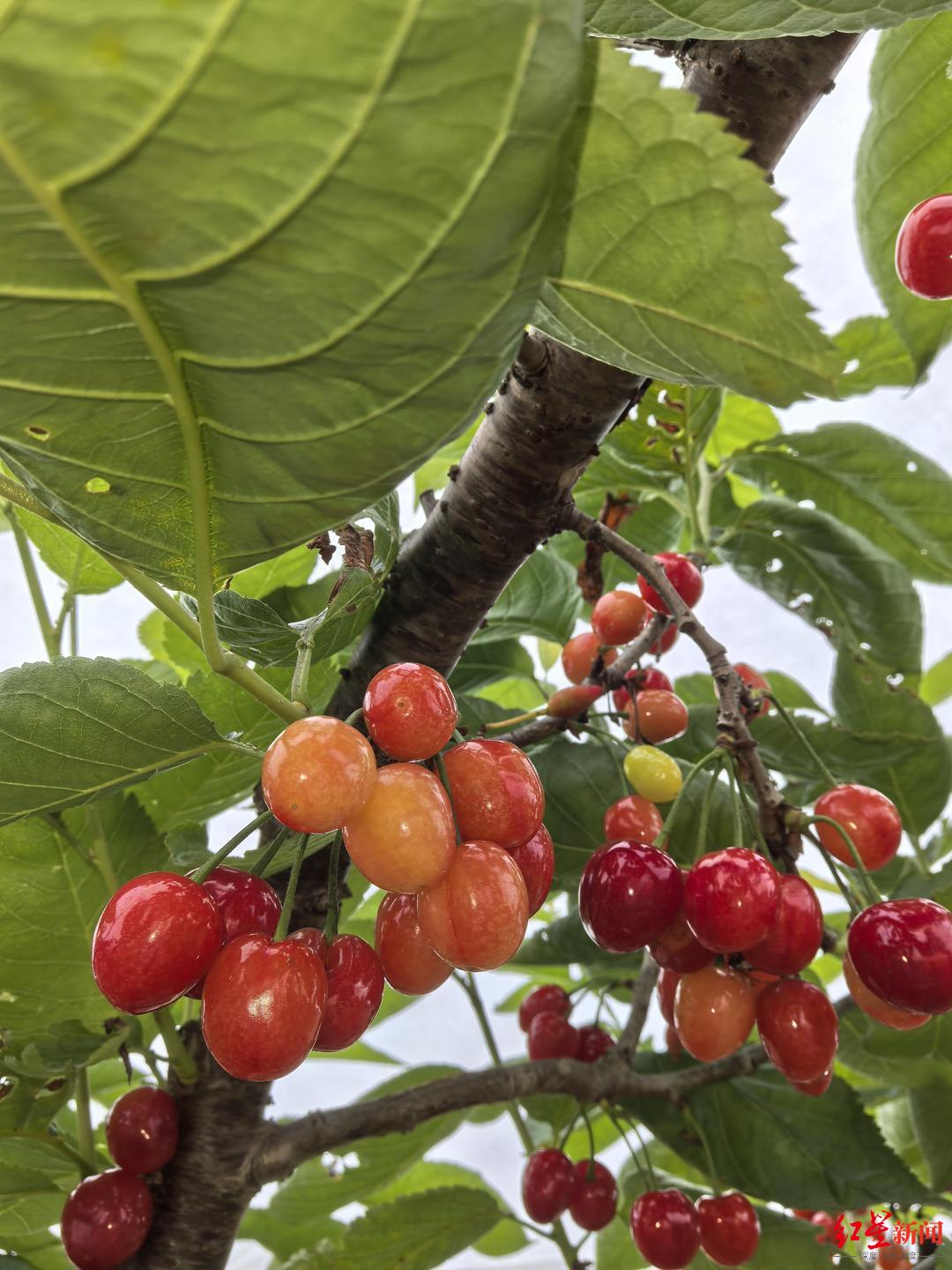 min甜!成都樱桃迎来最佳采摘期