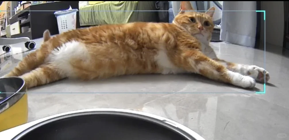 好可爱啊这猫