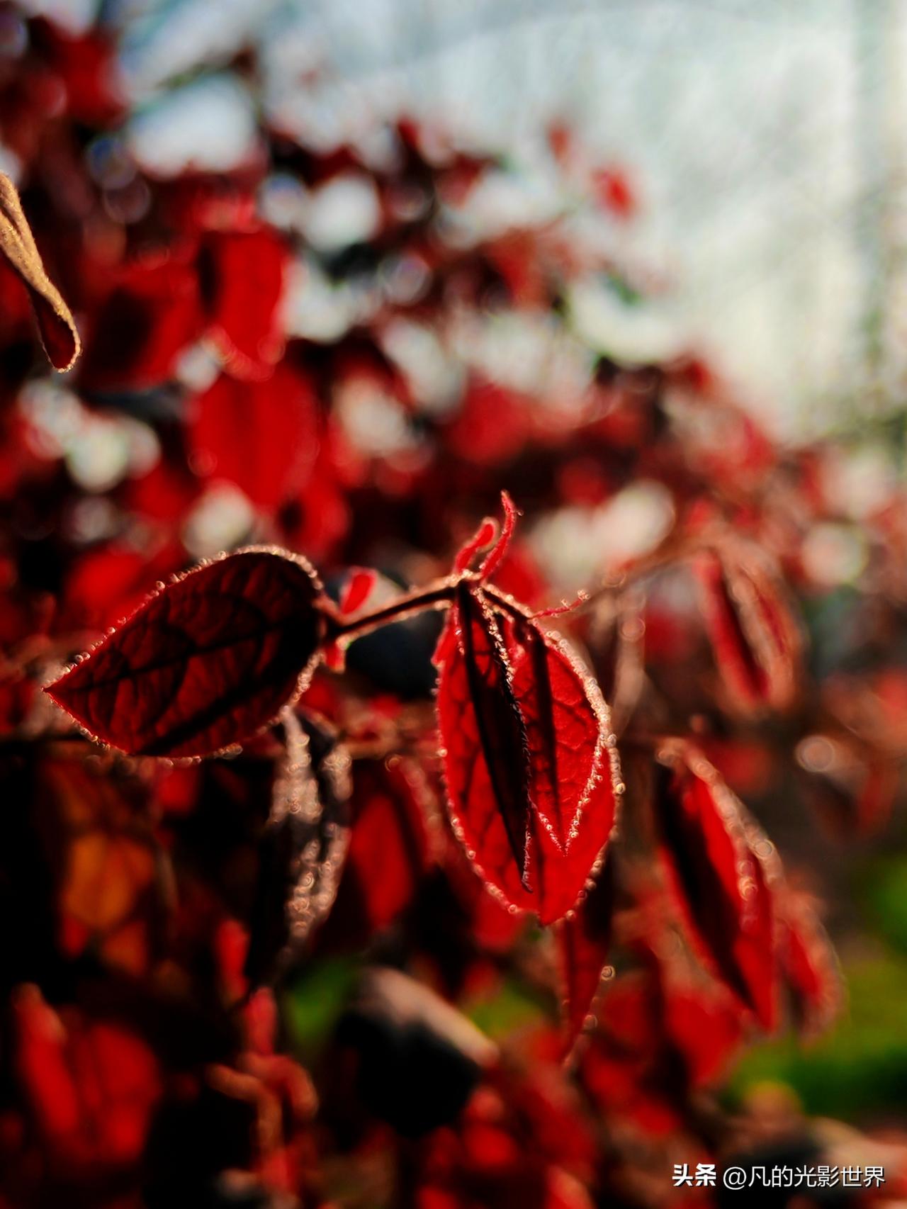 马年春节已经结束了，野外花草们却陡然忙碌起来。有的忙着绽放花朵，有的忙着更换新叶